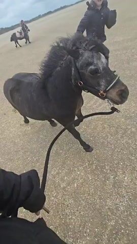 The video shows a person holding the leash of a small, dark pony running on a sandy surface, likely a beach or field.  Another young girl is running alongside the pony. In the background, a second pony, with a child riding on it, is visible further away. The sky is overcast. The person holding the leash is wearing a black jacket. The running girl is wearing a dark jacket as well. The pony being led has a halter and a long black leash.  The video appears to be taken from a first-person perspective.