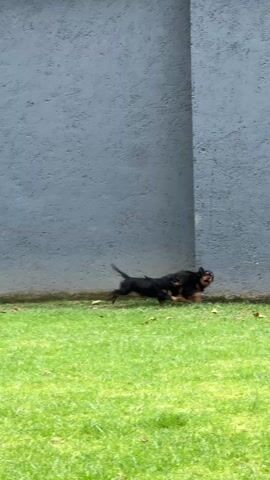 In a wide shot, two small black dogs play on a grassy lawn alongside a gray building. The dogs, appearing to be puppies, scamper and chase each other, occasionally bumping into the building's wall or the chain-link fence. The fence is partially covered in green vines. The lawn is neatly cut, with a few scattered leaves. The gray building has a flat, uniform texture and a light switch is visible on the wall.  The overall scene is bright due to daylight conditions.