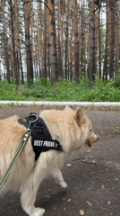Quiet summer morning in Chaikovsky: pets, forest walks, and home routines
