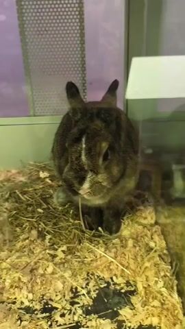A rabbit sits on a bed of hay and wood shavings in what appears to be an enclosure. The rabbit is dark brown with a white stripe down its nose. Its ears are pointed upwards. The background is blurred but suggests an indoor setting with some metallic grating and glass.