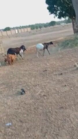 The video depicts a rural scene, likely a small village or farm. A person, appearing to be male, is walking near a tree and some dilapidated structures. He seems to be guiding a group of goats, which are running around in a mostly barren, dry field. The goats are of various colors, including brown, white, and a mix of both. In the background, there's a fence or barrier of some sort. The overall environment looks impoverished and underdeveloped.