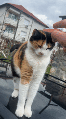 Person pets calico cat on car hood in Zlatograd