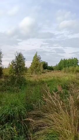 The video is a panning shot of an autumnal landscape. Tall grasses and reeds in the foreground transition to a meadow with scattered trees and shrubs in the middle ground. The trees are a mix of green and yellow foliage, suggesting the change of seasons. The sky is overcast with some patchy clouds. The camera pans from left to right, revealing more of the meadow and the treeline in the distance. The scene is peaceful and serene, with no people or man-made objects visible. The lighting suggests it is either early morning or late afternoon.