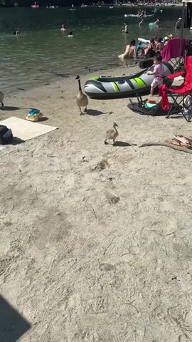The video shows a sandy beach area next to a body of water. Several people are in the water swimming or relaxing. On the beach, there is an inflatable raft, several beach chairs, bags, and some debris. In the foreground, there are at least three geese, one adult and two goslings, walking on the sand. One of the goslings appears to be flapping its wings. A small child in a pink outfit is standing near the raft. The sun is shining, casting shadows on the sand.