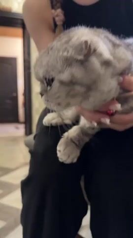 A woman is holding a grey Scottish Fold cat in her lap. The cat has folded ears and a light grey coat with darker grey stripes. The woman has long blonde hair braided down her back and is wearing a black tank top. Her hands are holding the cat, and her fingernails are painted with white polish and a red accent nail. The cat is wearing a pink collar with a small bell. The background is blurred, but appears to be an indoor setting with a door and patterned flooring visible. The lighting is dim.