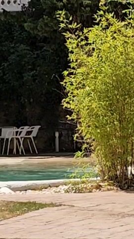 The video shows a poolside scene with a cluster of white chairs and a table in the background. A large bamboo plant with vibrant green leaves dominates the right side of the frame, partially obscuring the view of the chairs and a swimming pool. The pool's edge is visible, with white coping and decorative rocks. The ground in the foreground is paved with interlocking stones, and a pathway leads toward the pool area. The overall environment appears to be an outdoor recreational space, possibly a resort or a private residence. The lighting suggests it is daytime, with sunlight casting shadows and highlighting the foliage.