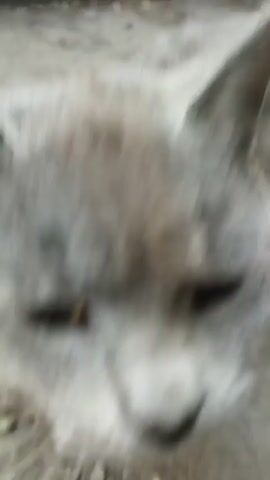 The video shows a close-up of a gray cat's face. The cat's eyes are dark and its whiskers are visible. The cat is looking down at something. The background is blurred and appears to be dirt or pavement. The cat's ears are pointed forward. The cat has a small pinkish mark on its paw.