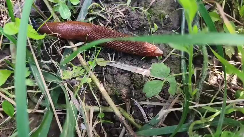 A brown slug crawls on the ground, which is covered in dirt, grass, and some green leafy plants. The slug is long and narrow, with a ribbed texture on its back. The camera is close-up to the slug, showing its movement in detail. The lighting is natural and bright, suggesting it is daytime.