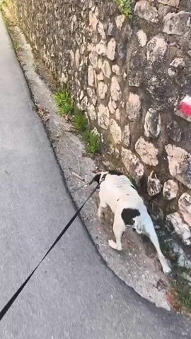 A video captures a dog on a walk along a paved road in Campochiaro, Italy. The dog, a small white and black breed, is on a leash and walks alongside a stone wall and a thick green hedge. The road is lined with a stone wall on one side and a brightly lit yellow building on the other. Beyond the hedges and walls, a lush green hillside rises under a clear blue sky. The sun appears to be setting, casting a warm glow on the scene, suggesting the time of day is late afternoon or early evening. The overall atmosphere is peaceful and serene, highlighting the beauty of the Italian countryside. No text is visible in the video.