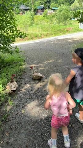 Two children, a boy wearing a black baseball cap and a grey t-shirt, and a younger girl wearing a pink tank top and pink shorts, stand on a gravel path. They are looking at two Muscovy ducks. One duck is sitting on the path and the other is standing to its left. The ducks have white and brown feathers and red faces. The path is lined with green grass and trees. In the background, there are houses and a hilly, wooded landscape. The video is shot from a slightly elevated angle, looking down at the children and the ducks. The lighting suggests it is daytime.