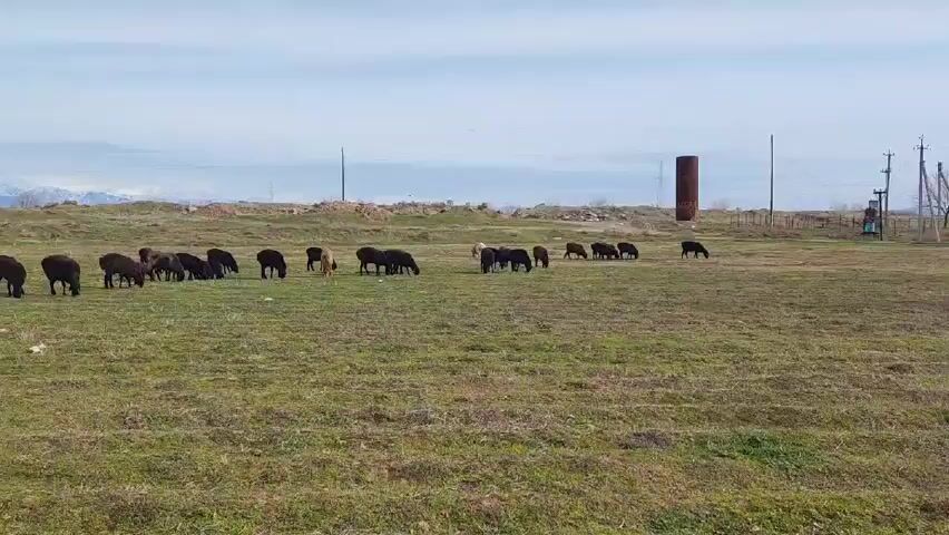 The video shows a flock of sheep grazing in a grassy field. The sheep are mostly black, with a few lighter-colored ones. In the background, there are mountains covered in snow. There are utility poles, a rusty metal tower, and some bushes and shrubs around the edge of the field.  The sky is cloudy. There is an audible voice saying "Top rating, top rating".