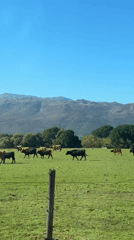 Pastoral scenes and tourism activity observed in Drakenstein region