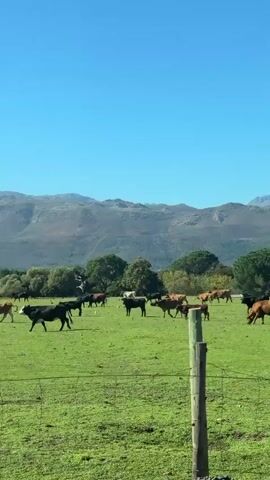 The video shows a herd of cattle grazing in a green field. In the background, there is a mountain range under a clear blue sky. The camera is moving, likely from a passing vehicle.  A fence runs along the foreground, separating the road from the pasture. A small white building with a dark roof can be seen in the field beyond the cows.