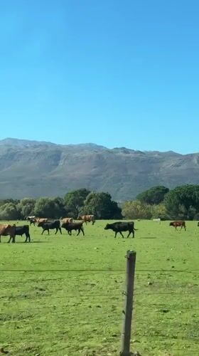 Pastoral scenes and tourism activity observed in Drakenstein region