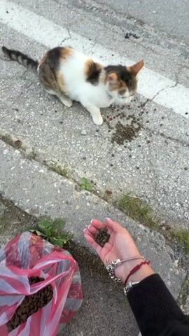 A calico cat stands on a concrete surface, possibly a sidewalk or road, eating kibble from the ground. To the right of the cat, a person's hand, adorned with bracelets, is extended, offering more kibble. The cat is focused on eating. To the left of the cat, a red and white plastic bag, partially filled with kibble, rests on the ground. The environment appears to be outdoors with some vegetation visible along the edge of the concrete.