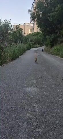 A ginger cat walks away from the camera down a paved road. Another, darker colored cat is visible further up the road. The road is lined with vegetation and trees, and a building is visible in the background. The sky is overcast.