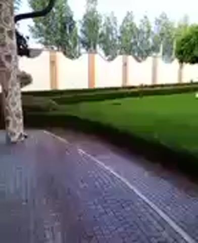 The video begins by showing a paved walkway leading to a lush green lawn. A manicured hedge lines the edge of the lawn, which slopes upwards towards a decorative wall with rounded pillars. Several trees are planted in the lawn, including two with distinctive rounded canopies. In the distance, a large, ornate building with multiple levels and a light-colored facade is visible. A sprinkler system is in operation on the lawn, with water spraying from multiple heads. The overall impression is of a well-maintained, upscale residential or commercial property.