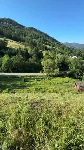 A vertical video shows a scenic view of a grassy hillside with trees and a blue sky. In the foreground, tall grass is visible. In the mid-ground, there is a patch of green grass with two cows grazing. One cow is brown and white, and the other is black and white. A wooden fence runs horizontally across the scene in the mid-ground. Further back, a paved road is visible, and beyond that, a dense forest covers a steep hillside. In the background, more rolling hills with scattered trees and houses can be seen. On the right side of the frame in the mid-ground, a small, dilapidated wooden structure with a red roof is present. The sun appears to be shining brightly, casting shadows.