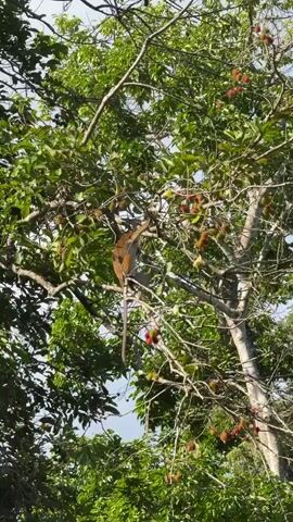 This media file captures a monkey foraging for rambutan fruits in a lush green tree. The monkey, with its distinctive orange fur and long tail, is perched on a branch, actively reaching for the red, spiky rambutan fruits hanging from the tree. The scene is set within a dense canopy of leaves, indicating a natural, possibly tropical environment. The bright, natural lighting suggests it is daytime, and the abundance of green foliage points towards a warm and humid climate. The overall atmosphere is one of natural behavior, with the monkey focused on its meal. There is no visible text in the media file. The location is specified as Arachikanda, Sri Lanka, which aligns with the presence of rambutan trees and monkeys in such environments.