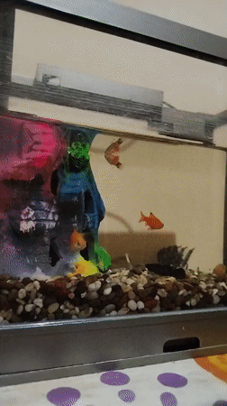 Colorful fish tank in Kokand, Uzbekistan