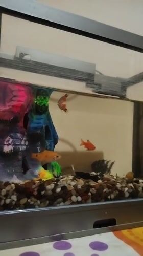 Colorful fish tank in Kokand, Uzbekistan