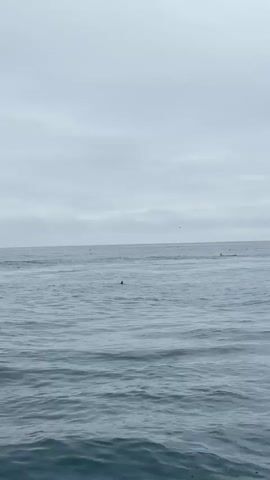 The video captures a wide shot of a vast expanse of grey, choppy ocean water under an overcast sky. The horizon line is visible in the distance. In the middle ground, a lone dark-colored bird is seen floating on the surface of the water, occasionally dipping and resurfacing. Small splashes are visible on the right side of the frame, suggesting movement from the recording vessel. The audio includes the sounds of the ocean and someone speaking, with the word "jumping" being discernable.