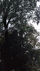 Fire crew works from aerial basket in Riga tree canopy