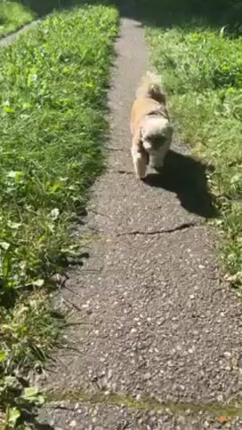 A small, light-brown dog with a harness walks along a grey gravel path lined with green grass and vegetation. The dog pauses to sniff the grass on the left side of the path.  The scene is brightly lit with dappled sunlight.