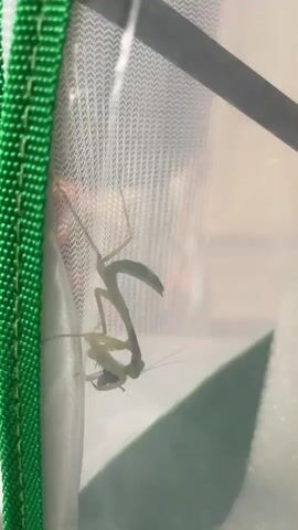 A praying mantis is attached to the inside of a mesh enclosure, its forelegs grasping a dark-colored insect, which it is actively consuming. The mantis is green and appears to be hanging upside down. The enclosure is transparent with a green fabric border. The background is blurred, but appears to be an outdoor setting with light and shadows.