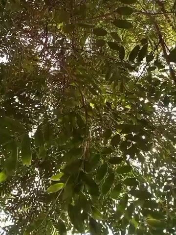 The video shows an upward-facing view of dense green foliage. Sunlight filters through the leaves, creating bright spots and shadows. The leaves are lush and appear to be from a tree or large bush. The overall impression is one of being under a canopy of leaves on a sunny day. There are no people or discernible objects visible in the frame.