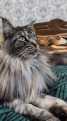 Maine Coon cat photographed lounging on blanket in Izmail