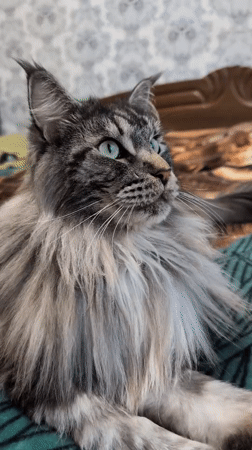 Maine Coon cat photographed lounging on blanket in Izmail