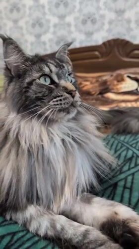 Maine Coon cat photographed lounging on blanket in Izmail