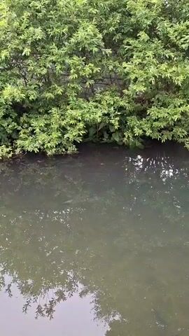 A narrow strand of dark material hangs from an overhanging green leafy bush into calm, murky water. The water's surface reflects the green of the bush and shows the submerged shapes of aquatic plants. There is no visible human presence.