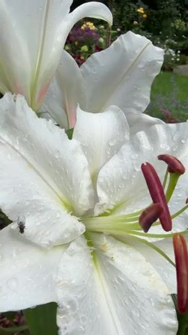 A close-up shot focuses on several large white lilies in full bloom, their petals glistening with water droplets. One lily in the foreground is particularly detailed, with its deep red stamens and a small fly perched on a petal. In the background, a lush garden is visible, with a variety of flowers in shades of pink, red, yellow, and purple, as well as green foliage and trees. A small wooden structure, possibly a shed, is partially visible on the left side of the frame. The overall impression is that of a vibrant and well-maintained garden after a rain.