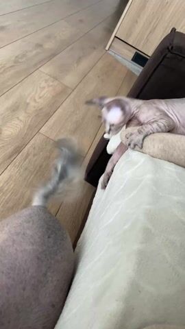 A very short video shows a pinkish-gray sphynx cat sitting on a pillow batting at the tail of a gray Chinese crested dog, which stands on the floor. The hairless cat jumps off the pillow and onto the wooden floor, then scratches its head with its back foot.