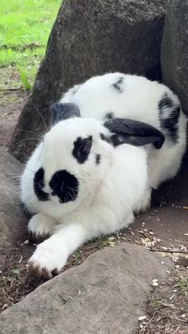A black and white lop-eared rabbit is resting among large rocks. The rabbit is lying on its side with its front paws extended. The rabbit has black markings around its eyes and ears, and black spots on its back. The ground around the rabbit is covered with dirt, small stones, and some scattered seeds. In the background, there is green grass and out-of-focus foliage. The lighting suggests an outdoor, daytime setting.