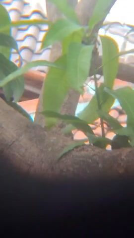 A close-up shot focuses on a small plant with green leaves growing from a tree branch. The branch is thick and brown, with a rough texture. In the background, there's a blurred image of a tiled roof and some blue and white structures. The lighting suggests it's daytime, possibly outdoors. The plant appears healthy and vibrant. There are no people or animals visible in the frame.