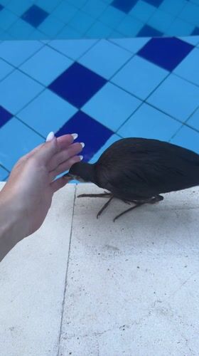 Bird sightings reported across Bali tourist areas