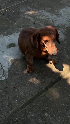 A short-haired brown dachshund dog sits on a concrete surface in dappled sunlight. The dog's head is turned slightly to the right, and it appears to be looking down and to the side. Its ears are long and floppy, and its body is elongated, characteristic of the breed. The concrete surface is textured and has some cracks and marks on it. Shadows from unseen foliage are cast across the ground, creating a pattern of light and dark. There are a few small red objects, possibly berries or leaves, scattered on the concrete. The overall scene is outdoors, likely in a yard or patio area.