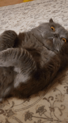 Gray Scottish Fold cat relaxes on patterned rug