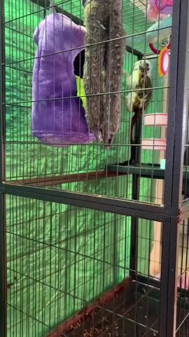 A marmoset monkey is in a multi-level cage. The cage has a green tarp in the background and several toys, including a purple fleece hammock and a furry rope toy. The monkey is climbing on the cage bars.
