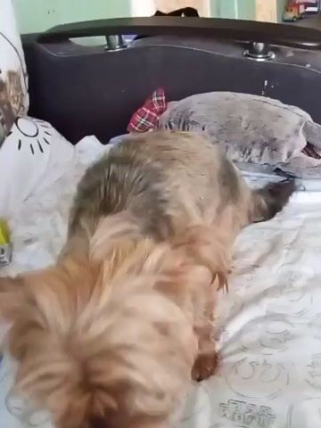 A light brown Yorkshire Terrier stands on a white bedspread with colorful toy blocks scattered around it. A hand reaches into the frame and pets the dog under its chin, which causes the dog to look up at the camera. The dog then closes its eyes and leans into the hand's petting.