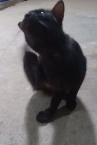 A black cat lies on its side on a light-colored, textured surface, appearing to be resting or sleeping. The cat's body is curled, with its legs tucked in. Its eyes are partially open and reflect light. The background is out of focus but suggests an indoor environment with concrete flooring. The lighting is dim, casting a soft shadow of the cat on the surface. The video is a short, static shot with no discernible movement or action from the cat.