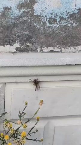 A brown grasshopper is clinging to a white, textured wall. The wall has horizontal lines and some rough, grey, and blue textured material above it. In the lower part of the frame, a plant with spiky stems and small yellow flowers is visible. The grasshopper's legs are spread out, and it is facing to the left.