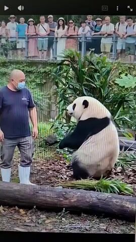 The video shows a panda standing upright and a man wearing a face mask and white boots in an enclosure. The man is facing the panda, and the panda is facing the man. In the background, a group of people are standing behind a railing, observing the scene. The ground is covered with dirt and fallen leaves, and there is a log in the foreground. The panda then turns its back to the man and appears to be eating something. The man bends down, and the panda turns its head to look at the man.