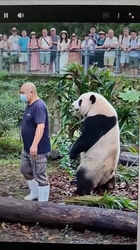 Assorted video clips from Al Aweer span animals, music, and kids
