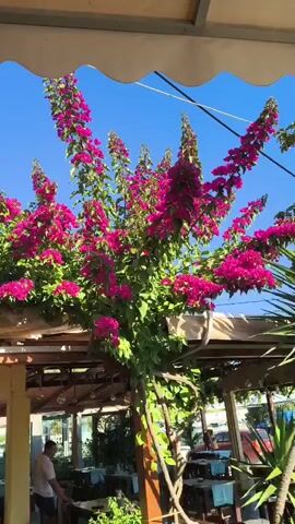 A video shows an outdoor seating area of a restaurant with a bright blue sky and a large tree covered in vibrant pink bougainvillea flowers. A light fixture is visible hanging from the awning above. Several tables and chairs are set up under a covered patio. A few people are seen in the background, one person wearing a white t-shirt and dark shorts is standing near a table. The bougainvillea plant is the focal point, with its branches extending over the seating area.