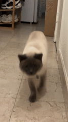 Siamese cat captured on video in Antwerp home