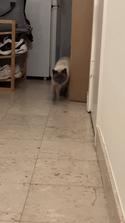 Siamese cat captured on video in Antwerp home
